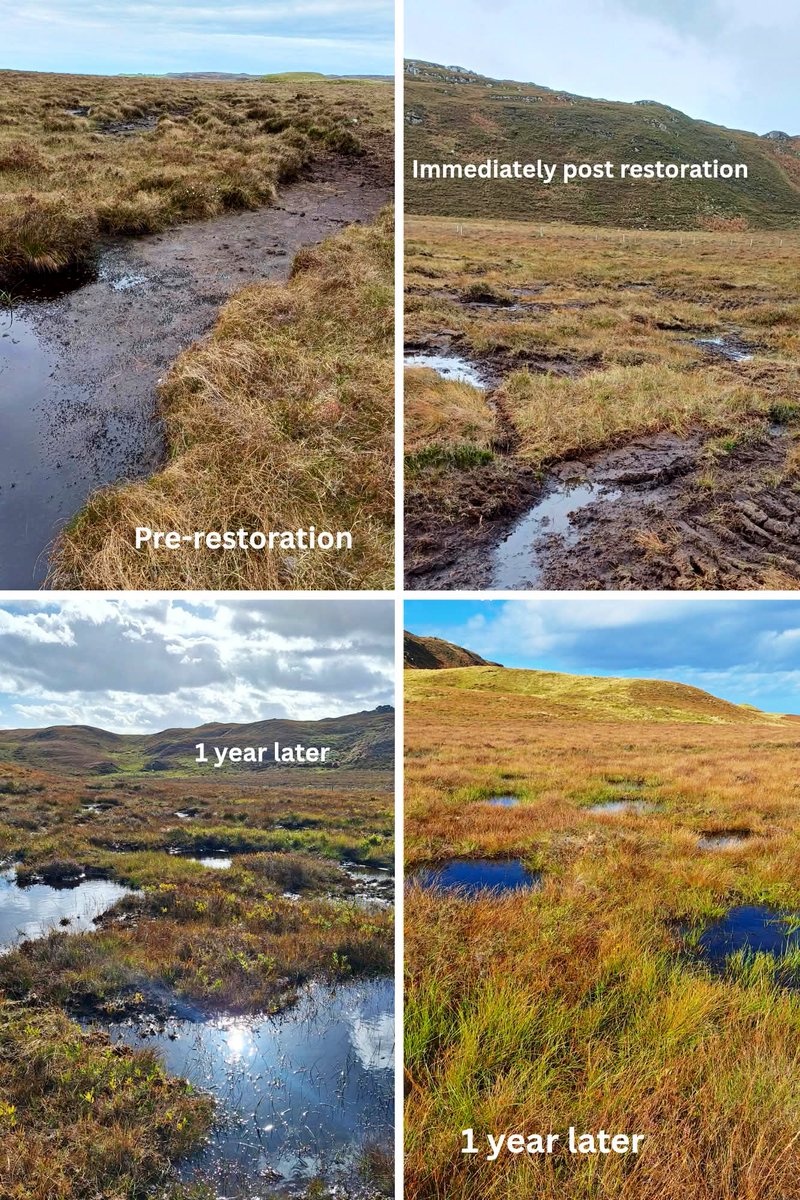 armadalefarm's tweet photo. A year since this area of peatland was restored. Loving how it’s revegetated. We’ve had lots of rain this year, unlike so many areas of the country, which has helped with regrowth and rewetting. Thanks to our funders and supporters. @PeatlandACTION @TheFlowCountry @NatureScot https://t.co/VSk9oPgv4Y