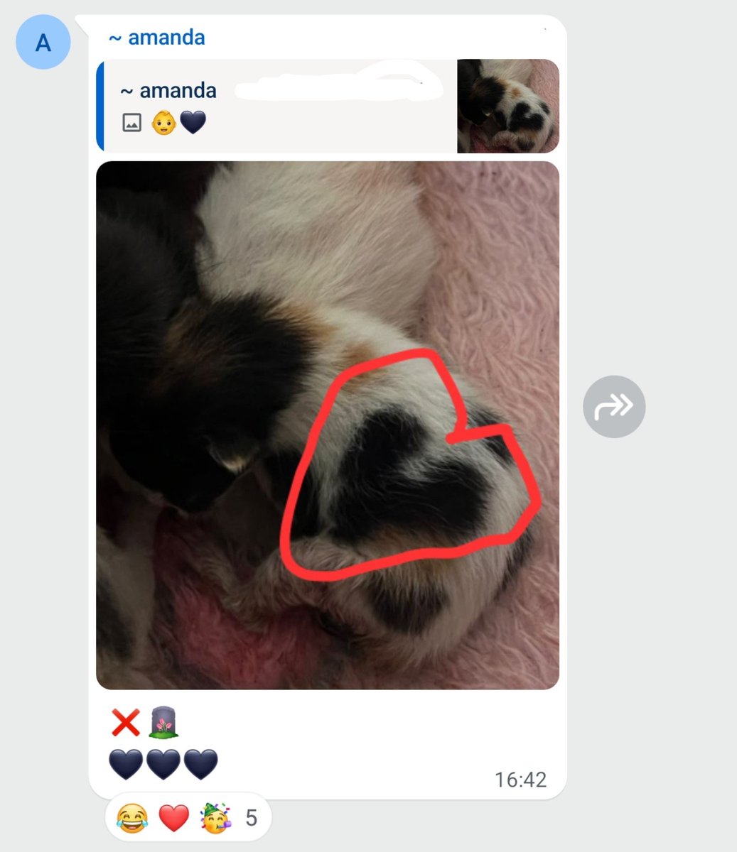 17dFEVEReiro's tweet photo. guria mandou foto do gato com coração preto o povo achou q era de luto https://t.co/1wdDtZQe8n