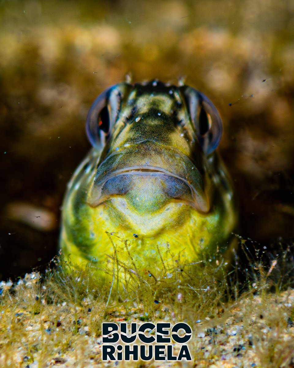BuceoOrihuela's tweet photo. Esta Gallerba (Salaria pavo) seguramente será hembra ya que los machos maduros tienen una prominente cresta adiposa (compuesta de grasa)

1/2

Cámara OMSystem TG-7
Carcasa SeaFrog TG-7
2 Focos Leton Power Tynny 13FD 2200LM

#gallerba #fotosub #buceo #LetonPower #omsystem #seafrog https://t.co/EEG19dCB2i