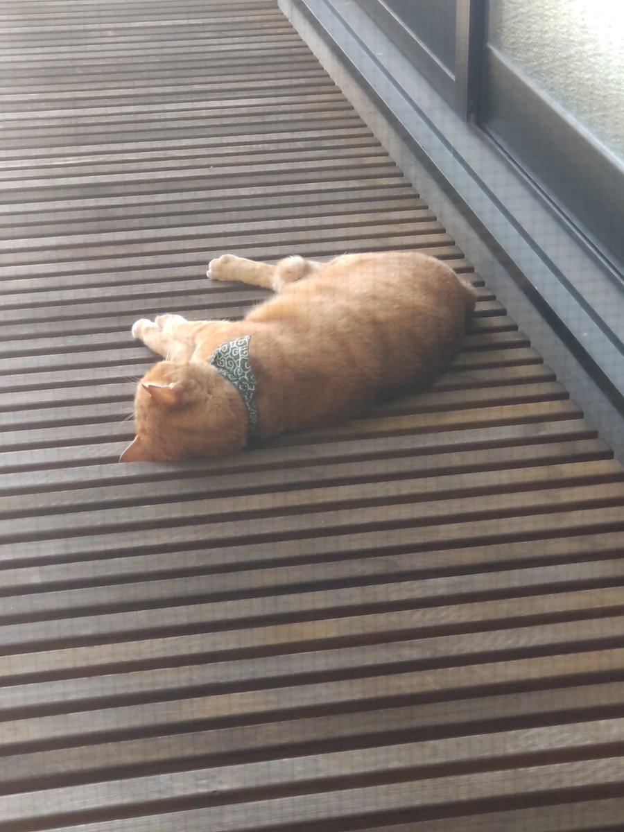 chouenji1's tweet photo. 課長 （猫）は
幸せそうに寝てます。 https://t.co/sZRUw3wMSV