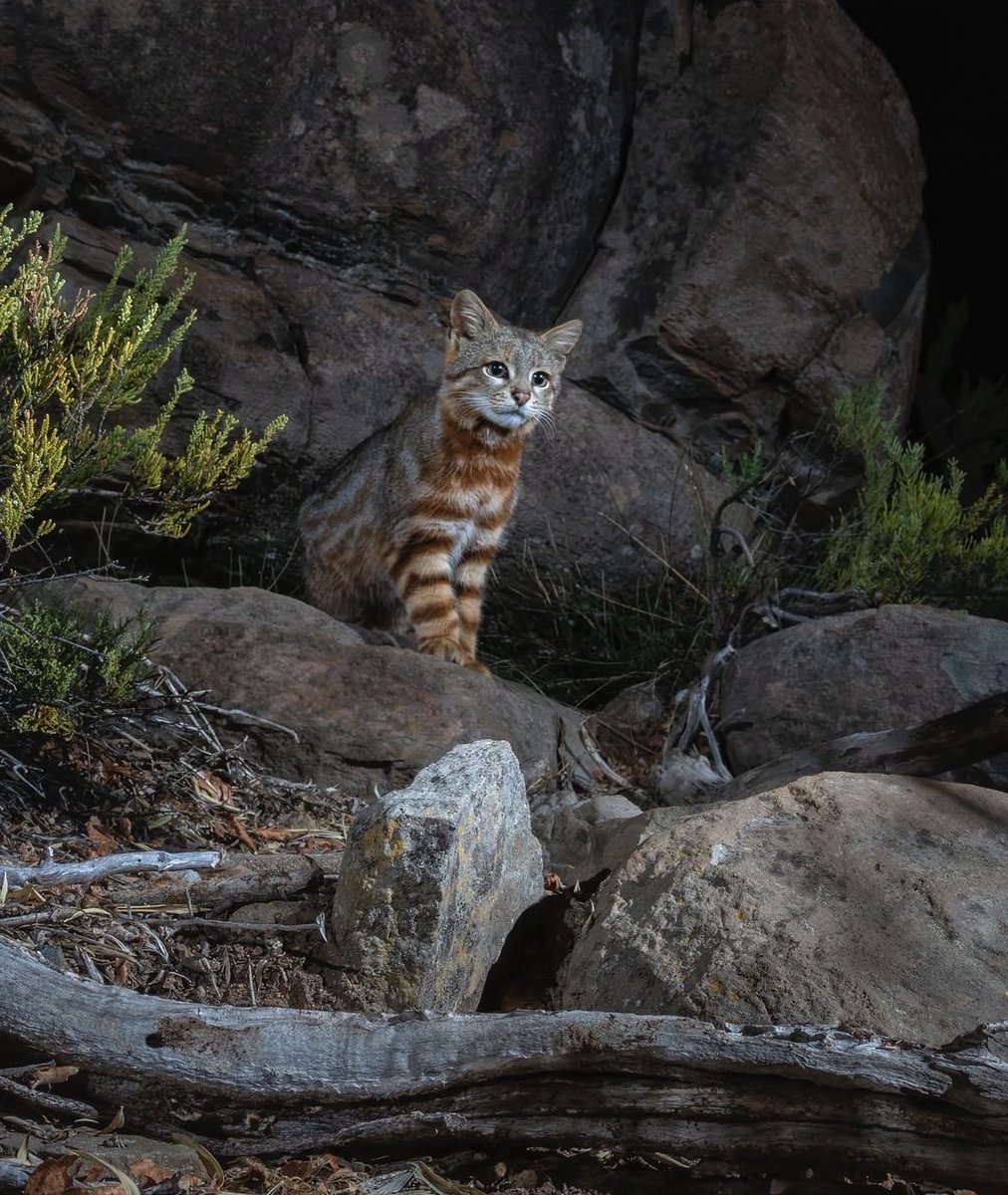 catoftoday's tweet photo. Cat of the day 13: Colocolo (Leopardus colocolo)

• Found in: West-central Chile
• Habitat: Temperate rainforests, shrublands, open woodlands
• Eats: Small rodents, birds, lizards, insects
• Status: Near Threatened (IUCN) https://t.co/MjP1BertUO
