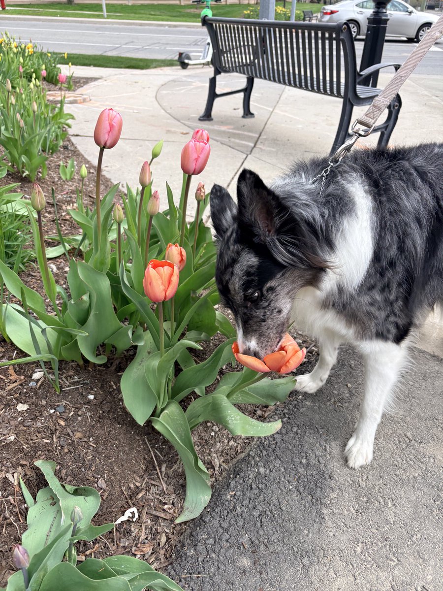 DLTrudelWriter's tweet photo. Mia reminding me to take time to stop and smell the flowers 🌺. #feedmysoul https://t.co/pBIhAR6VMX