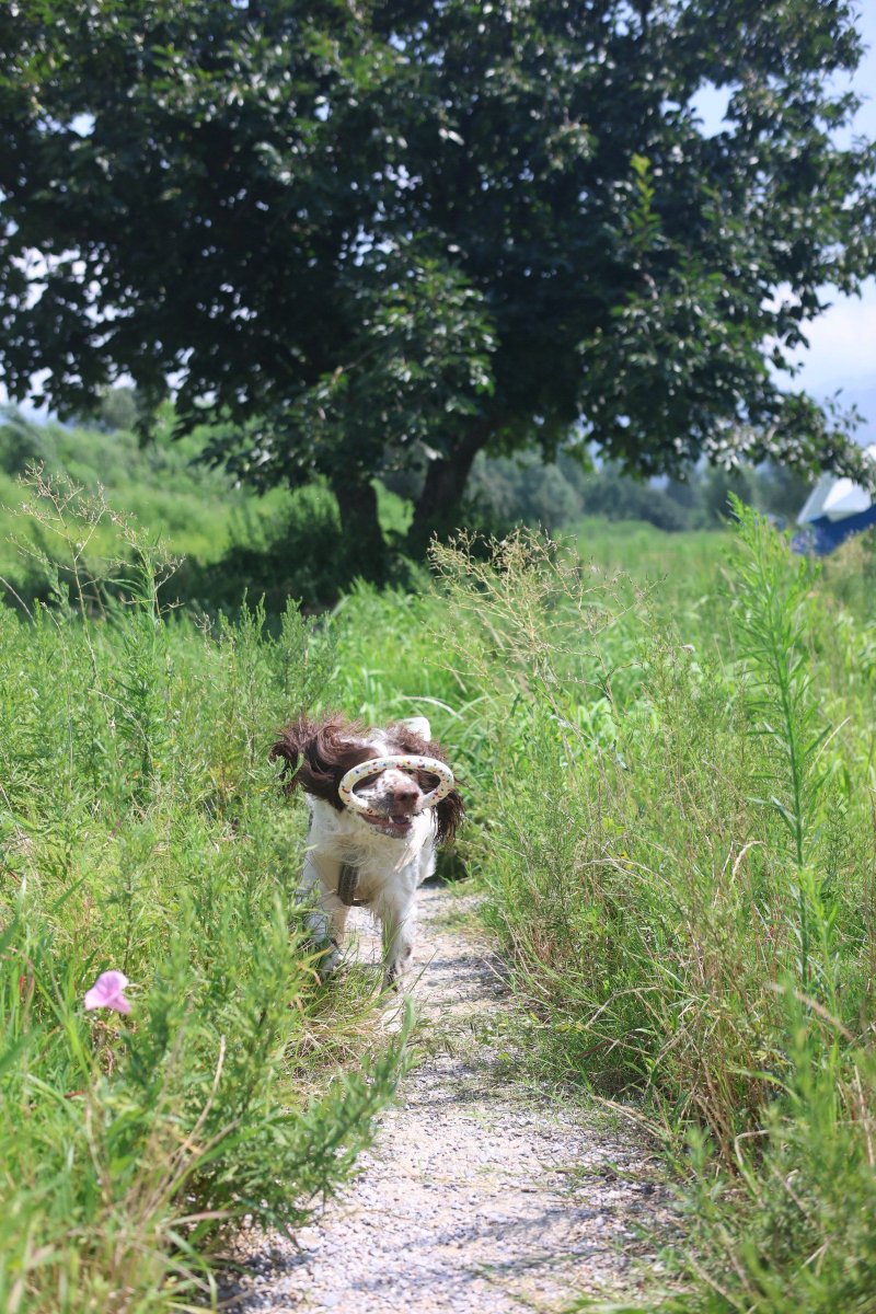 LillyWilliwk's tweet photo. Mi perro Lucas ya corre solo sin agarrarme de la correa! El tiempo vuela y es tan lindo verlo crecer día a día ， https://t.co/QVOIP5xOja