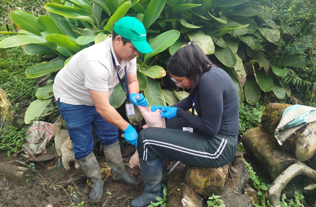Agricultura_CZ2's tweet photo. 🐷¡Asistencia técnica para fortalecer la producción!

En #Napo, parroquia El Chaco, brindamos asistencia veterinaria durante la castración de lechones, aplicando medidas de higiene y cuidado para garantizar su bienestar.

Fomentamos el manejo responsable de los animales https://t.co/Rb2lErRMCD