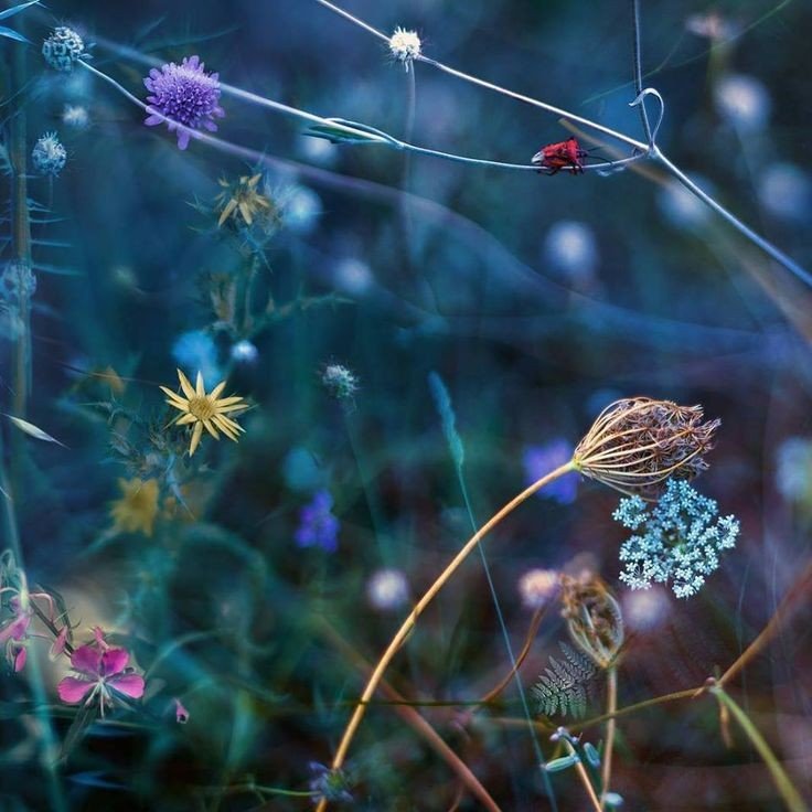 RamellaUgo's tweet photo. "La campana del tempo tace,ma il suono continua a uscire dai fiori"
Matsuo Basho https://t.co/P2fqVpr9hs