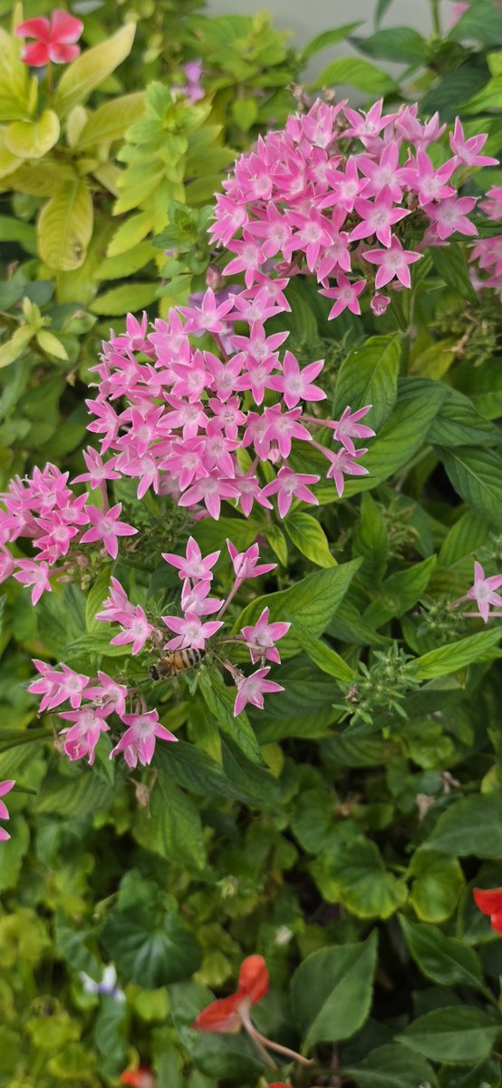 wk8star's tweet photo. #photography #beach #Sea #garden #flowers #pentas #October_2 https://t.co/3dAJLqt9Z1