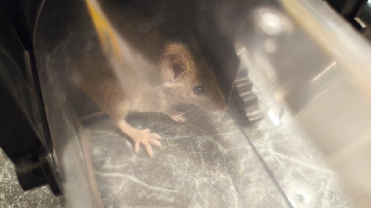 richWasEre's tweet photo. Second little mouse caught.. This one ignored the humane trap for months, then decided why not.. https://t.co/Uqch8DOGMP