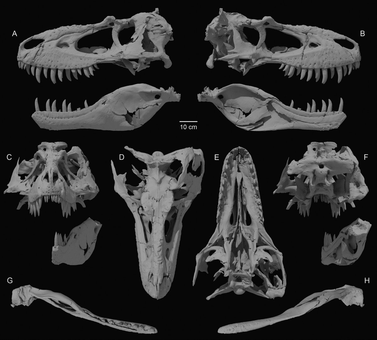 chrissygarros's tweet photo. Very excited to see this paper finally come out! Tromerosaurus solumons gen. et sp. nov. Beautiful paleoart of a beautiful specimen by @Paleoartologist https://t.co/WIosxIiXzy