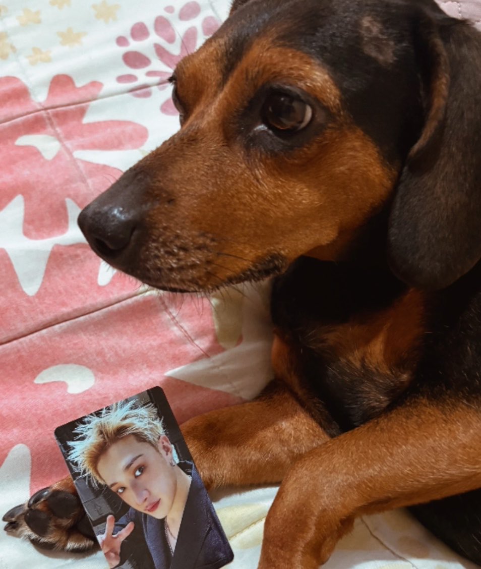 jisngfleur's tweet photo. "kitties and puppies love bangchan"
have a wonderful day channie, we love you 

#스테이의_영원한_자부심_방찬
#BangChanEmpireOfTalent
#HappyBangChanDay https://t.co/8hxKzM738Y