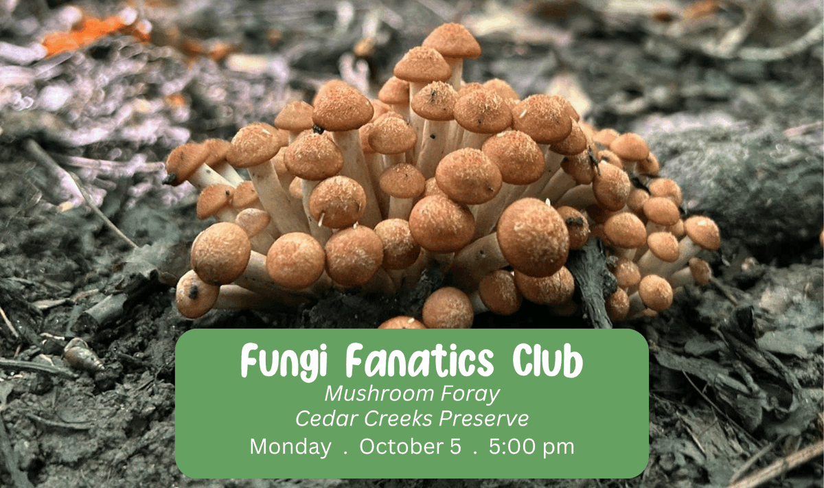 BirchardLibrary's tweet photo. Are you mystified by mushrooms? Fascinated by fungi? Join our Woodville Branch's Fungi Fanatics Club for a walk through the Cedar Creeks Preserve as we look to see what's popping. More info at https://t.co/xRHmas2na7 https://t.co/S3Qa0dsC20