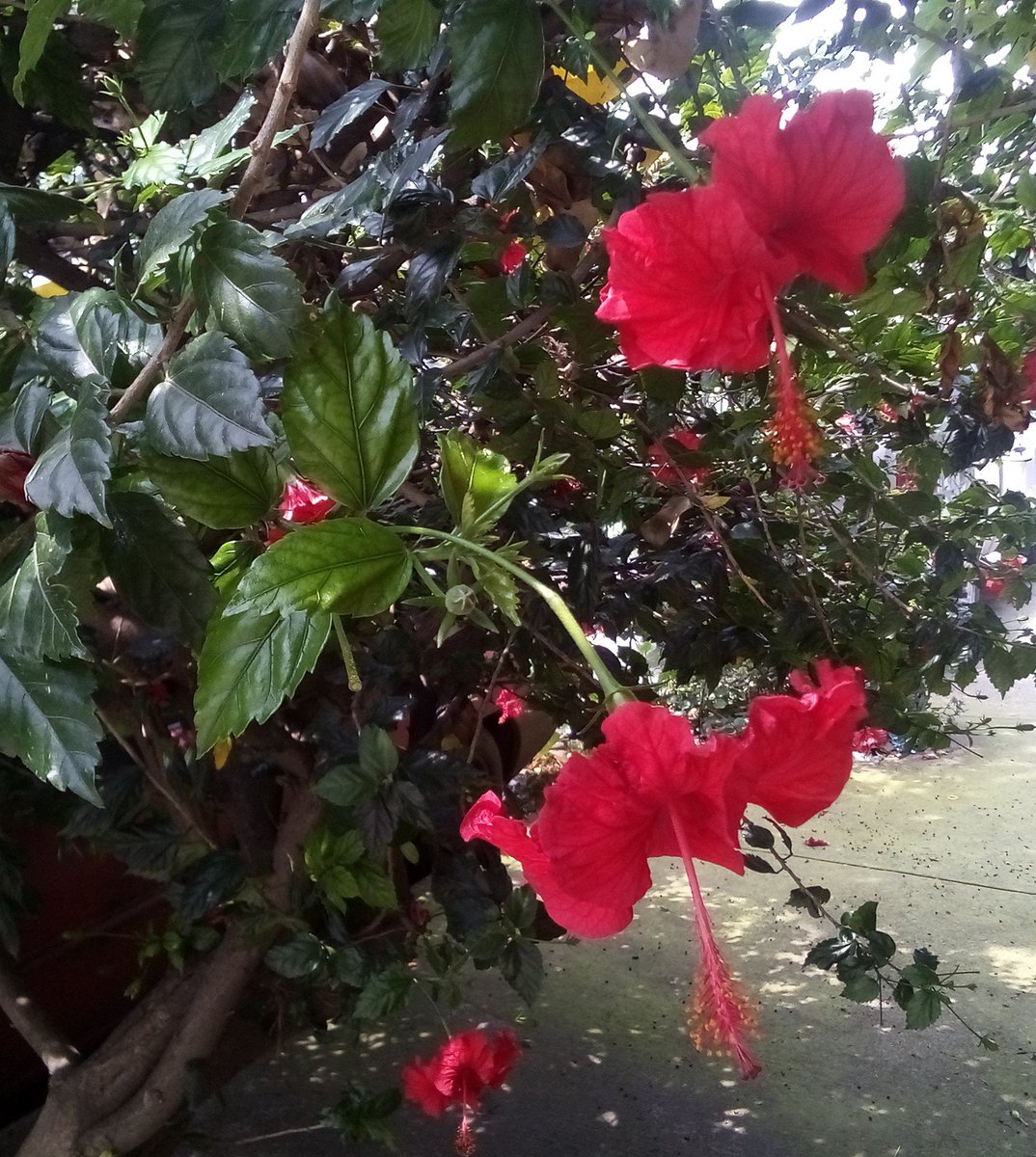 travelingbook's tweet photo. #Happy #FlowersOnFriday! 😃 Autumn was supposed to arrive these days... instead Summer came back! 🌺😎 #hibiscus #flowers #photography #flowerlovers #mygarden #gardens #motivation #fridayvibes #weekend https://t.co/58Qf9dkNap