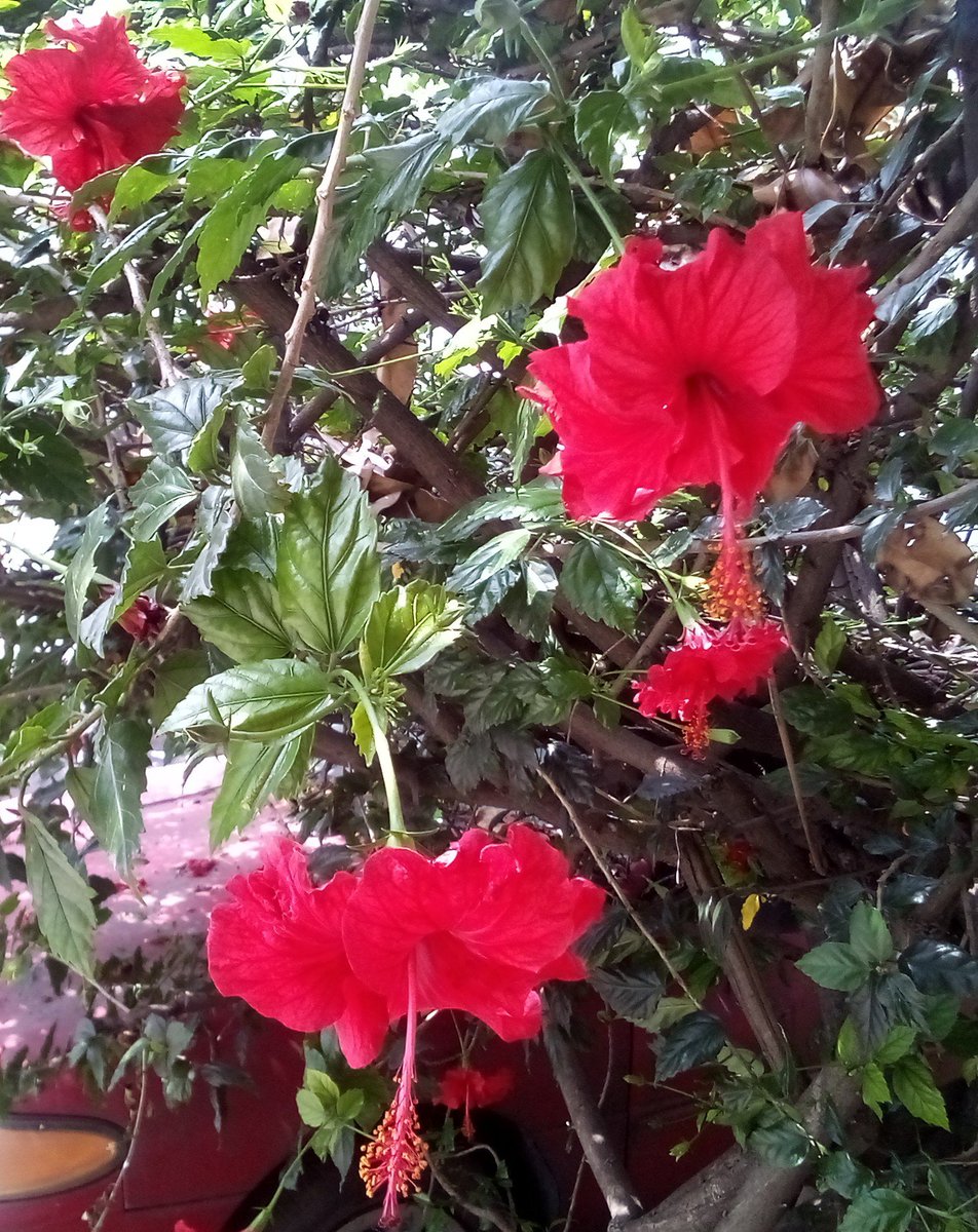 travelingbook's tweet photo. #Happy #FlowersOnFriday! 😃 Autumn was supposed to arrive these days... instead Summer came back! 🌺😎 #hibiscus #flowers #photography #flowerlovers #mygarden #gardens #motivation #fridayvibes #weekend https://t.co/58Qf9dkNap