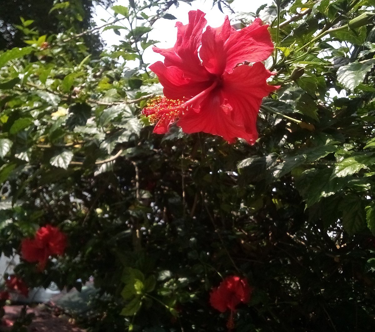 travelingbook's tweet photo. #Happy #FlowersOnFriday! 😃 Autumn was supposed to arrive these days... instead Summer came back! 🌺😎 #hibiscus #flowers #photography #flowerlovers #mygarden #gardens #motivation #fridayvibes #weekend https://t.co/58Qf9dkNap