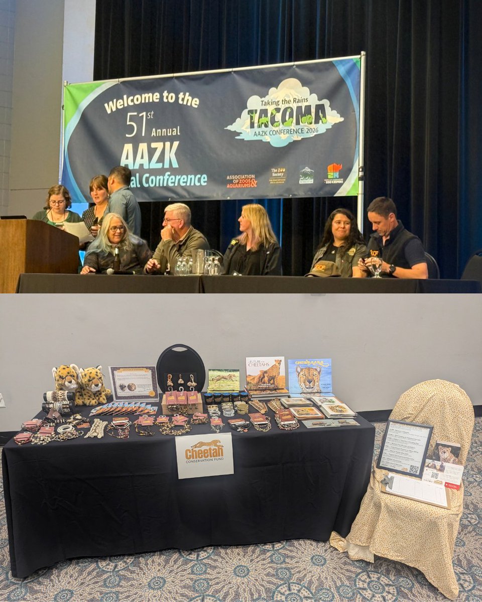 CCFCheetah's tweet photo. Last month, Jess Sorrentino attended the @AAZKinc  2026 (The American Association of Zoo Keepers) conference as a representative of Cheetah Conservation Fund (CCF), a #conservation partner of the organization. 

During the five day conference themed - Taking the Rains - Jess set up an Exhibitor booth for selling CCF Livelihood Arts & Crafts to fellow keepers and connecting one on one conversations about the field.  Jess also held a limited workshop for attendees titled – Cheetah Conservation: A Model for Saving Big Cats - explaining the threats #cheetahs face, the conservation efforts around the world saving them and how those models are applicable to all big #cat species. She also sat on a panel of conservation partners present at the conference for a Conservation Rally, with a goal of connecting keepers to the partners in a very relaxed environment. 

During the conference, the very first AAZK/CCF partnership award was given – The Big Cat Conservation Champion Award - an accolade for nominated keepers who have made a difference in the field of big cat conservation. Courtney Blakey, from the 
@NashvilleZoo, was awarded this very first award due to her assistance caring for rescued cheetah cubs in Somaliland last year (only nine-days-old at the time). We hope many keepers will be nominated by their peers and encouraged to go above and beyond to support #wildlife conservation! 

AAZK has 34 conservation partners and we are delighted to be a part of the journey that brings zookeepers and conservationists together!
