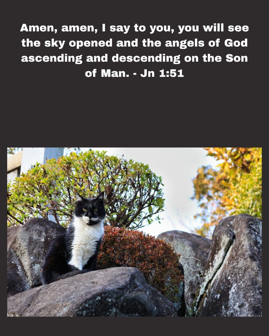 SFBaumgartner's tweet photo. #cat #kitten #Catholic #Christian #dailyinspiration #memoryverse #scriptures #truth #quote #faith #scriptureoftheday #catmemes #catvibes #catlovers #catphoto #trending #bibleverse #viralphoto #cutecat https://t.co/4zoR9w7RdF