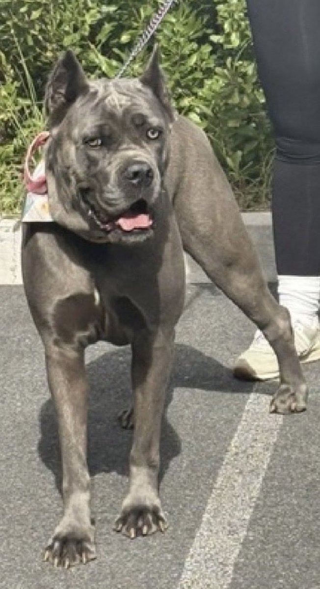 MoishesMom's tweet photo. NYCACC killed Bleu about thirty minutes ago…this Stunningly Gorgeous Cane Corso girl was so stricken by grief at her human’s betrayal for dumping her in the pound, she couldn’t get past it…couldn’t live in the kill pound environment. I blame her human for her eventual demise…she placed her in this situation that made Bleu react defensively…snapping and snarling at pound staff….Bleu was a big powerful girl and I’m certain the staff feared her…she did manage to bite her human during the intake surrender….I guess she showed her disloyal human how she was made to feel….Oh sweetheart I’m so sorry you weren’t saved…such an exquisite girl…you had the wrong human from the start….

Run free Magnificent Bleu 🌌 🌈