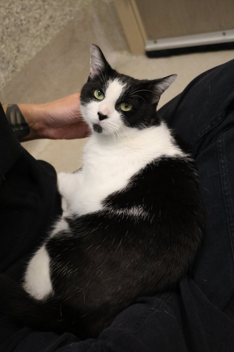ottawahumane's tweet photo. Meet Mio! She's a four-year-old kitty looking for her loving forever home. Mio is the perfect blend of independent and affectionate. She loves having a variety of toys to keep her entertained and thrives with plenty of enrichment and activity. 

Adopt Mio: https://t.co/FEzzuPMMI0 https://t.co/TMD04ocS2n