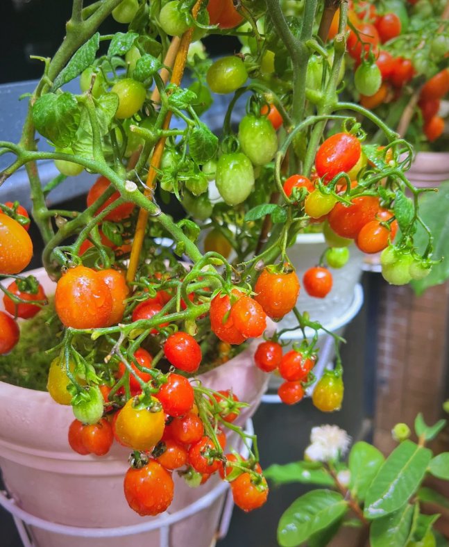 LondynWalkusd's tweet photo. Después de aos de alquilar un piso pequeo en la ciudad, por fin tengo mi casa con un balcón para plantar tomates cada maana. https://t.co/cGRwfzsaH0