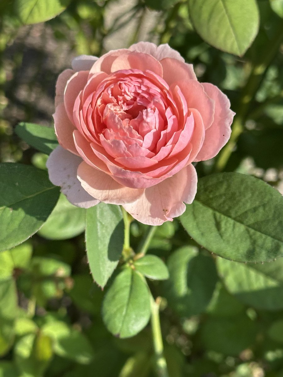 yfftn650's tweet photo. 素敵な週末をお過ごしください
#flower
#rose
#秋薔薇 https://t.co/lYDnlbGrGV