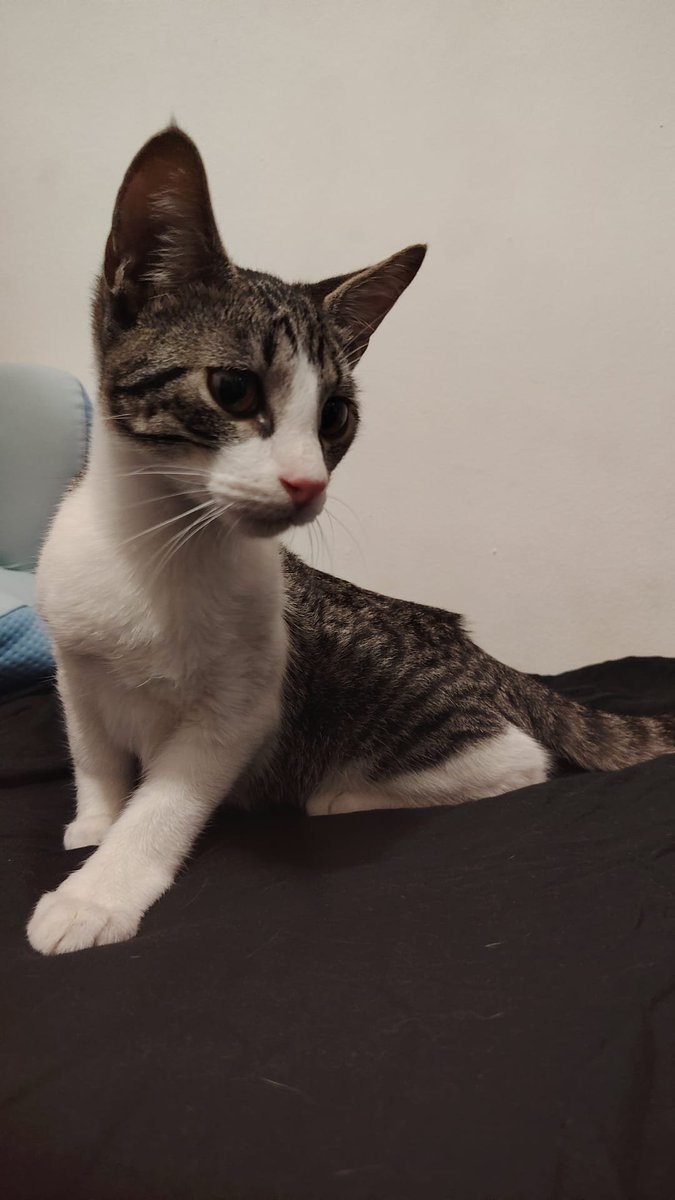 Neinei_rescue's tweet photo. SE HA SALVADO DE LAS INUNDACIONES DE TARRAGONA POR LOS PELOS ⚠️ 

Caso externo:

Han abandonado a este gatito de menos de un año. Estaba lloviendo muchísimo y una chica lo ha recogido, es súper cariñoso. Poco después se ha inundado todo.

La chica lo ha cogido por la emergencia pero no lo puede tener.

Es un macho de unos 8 meses.
Por favor si alguien puede acoger o quiere adoptar 🙏🏻

me podéis escribir al correo neinei.felina@gmail.com 

No estoy mirando RRSS. He abierto Twitter por la urgencia