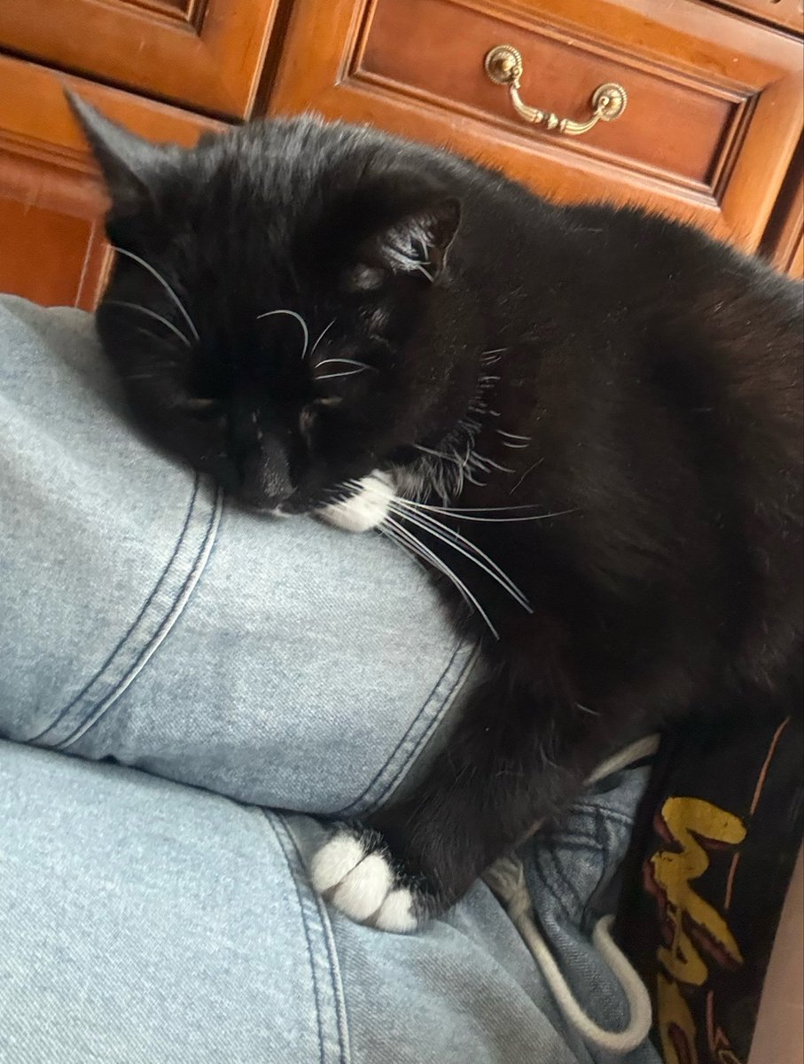 chubby_legend_'s tweet photo. Everyone thinks it’s cute when pet is just like the owner 

Until they realise my cat got my triple combo of binge eating, bulimia and being overweight.

Not so cute anymore when 5 kibbles too much end in puke on the carpet 

#edrtwt #ricecaketwt #moothunt https://t.co/7Zu3Bug2Wk