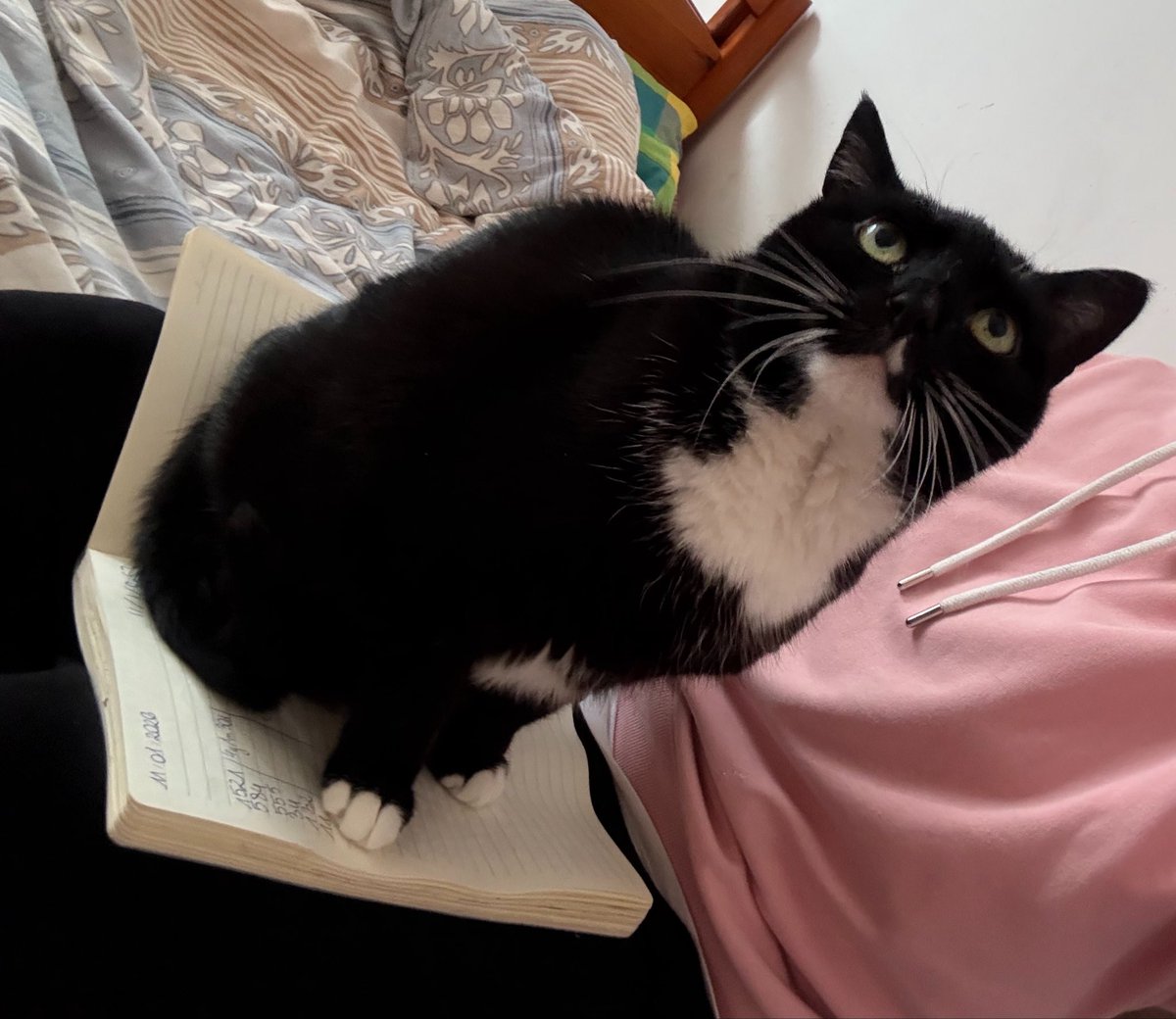 chubby_legend_'s tweet photo. Everyone thinks it’s cute when pet is just like the owner 

Until they realise my cat got my triple combo of binge eating, bulimia and being overweight.

Not so cute anymore when 5 kibbles too much end in puke on the carpet 

#edrtwt #ricecaketwt #moothunt https://t.co/7Zu3Bug2Wk