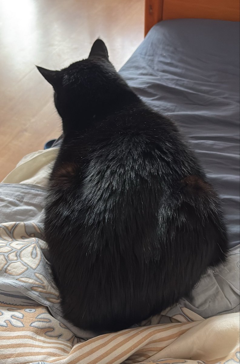 chubby_legend_'s tweet photo. Everyone thinks it’s cute when pet is just like the owner 

Until they realise my cat got my triple combo of binge eating, bulimia and being overweight.

Not so cute anymore when 5 kibbles too much end in puke on the carpet 

#edrtwt #ricecaketwt #moothunt https://t.co/7Zu3Bug2Wk