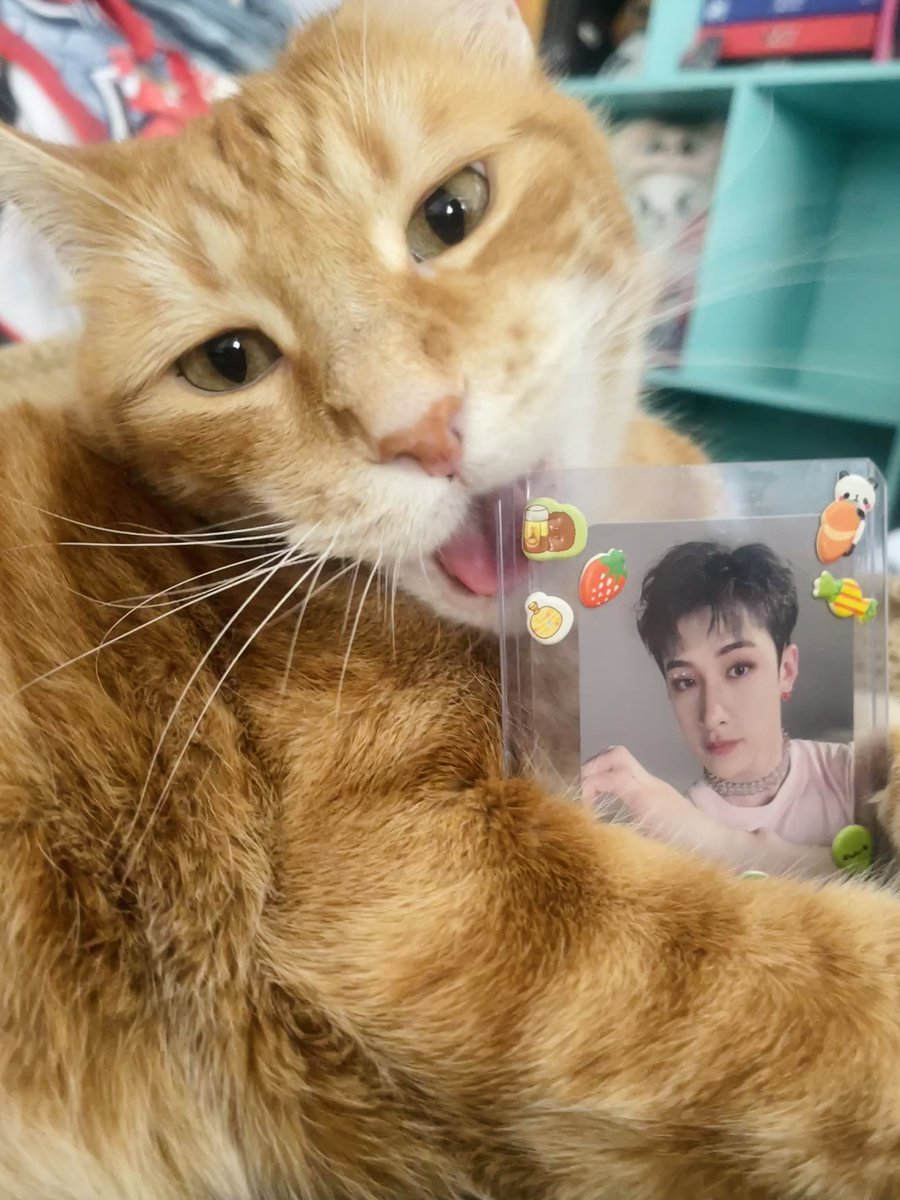 minho_ranita's tweet photo. Happy Channie Day hehehe ٩(^‿^)۶

#스테이의_영원한_자부심_방찬
#BangChanEmpireOfTalent
#HappyBangChanDay #BangChan https://t.co/2vPpQ8tlmR