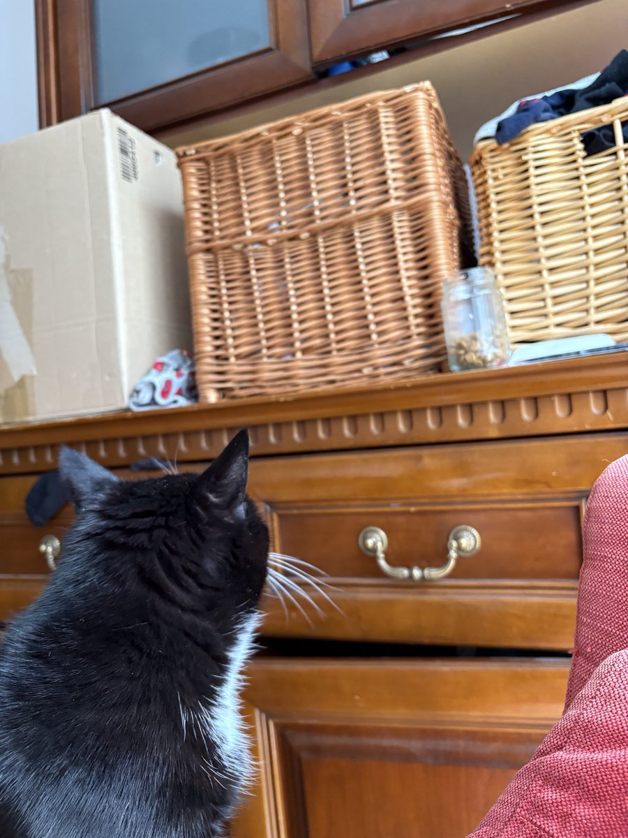 chubby_legend_'s tweet photo. Here she is staring longingly at the jar with her dry food. Comedy gold right here. 

She’s chubby but she lost 2 kilos and now is maintaining! 

Bitch gotta live forever I can’t handle losing her https://t.co/NzswT1sb3d