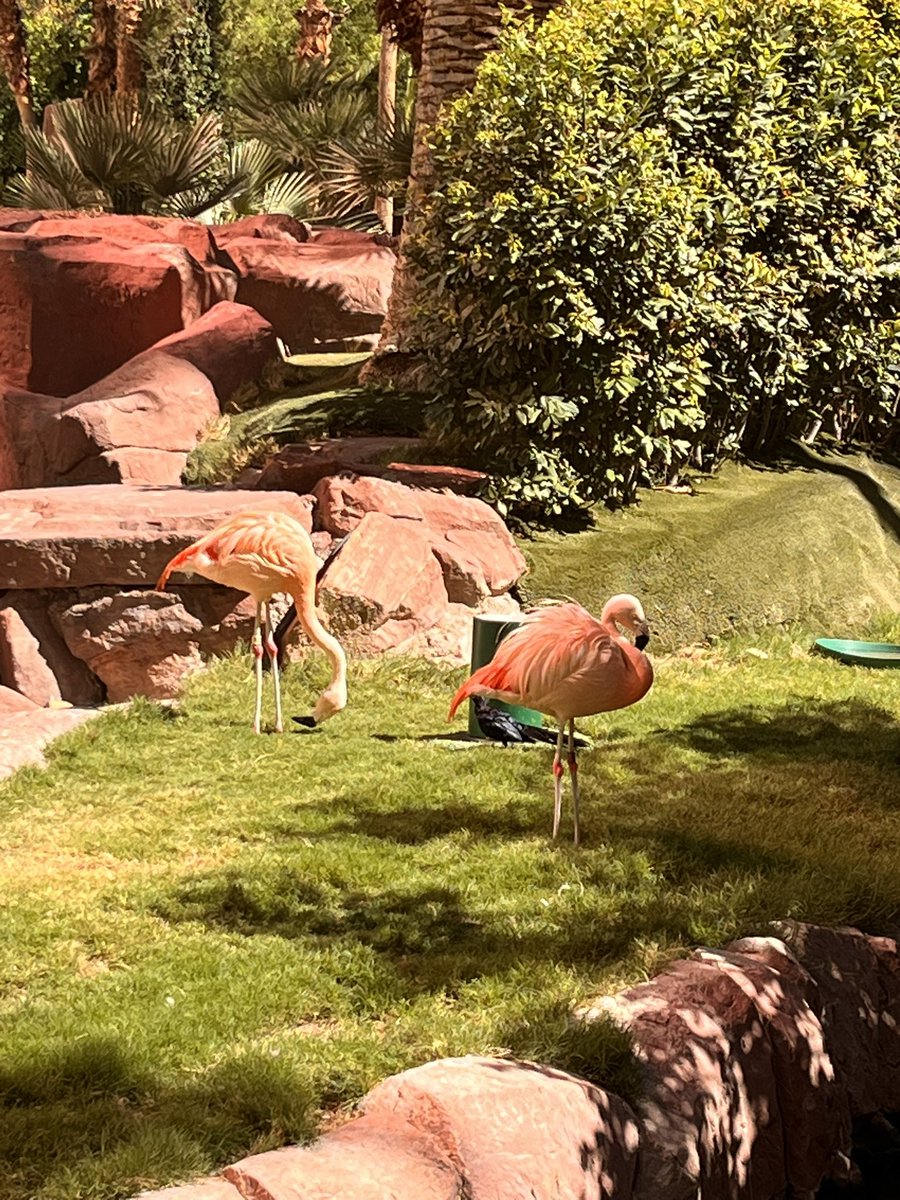 krazy1618's tweet photo. Checked out the flamingo! With real ones inside! 🦩 https://t.co/MFAGgxGNVC