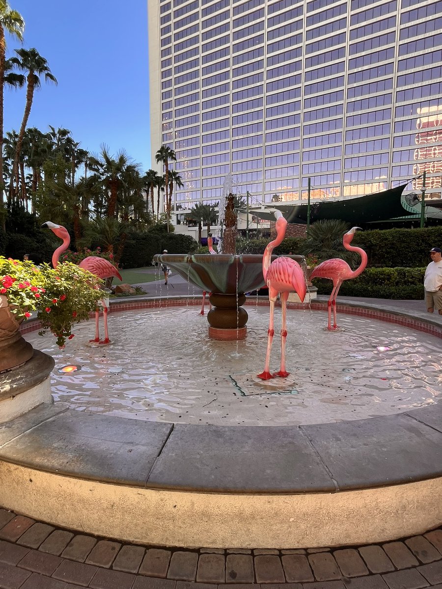 krazy1618's tweet photo. Checked out the flamingo! With real ones inside! 🦩 https://t.co/MFAGgxGNVC