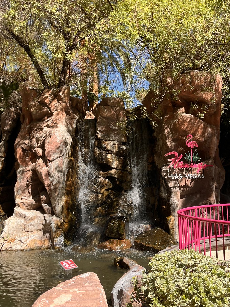 krazy1618's tweet photo. Checked out the flamingo! With real ones inside! 🦩 https://t.co/MFAGgxGNVC