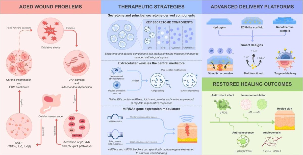 DermalCell's tweet photo. This review highlights how #secretome-derived therapies offer a scientifically robust and clinically viable approach for restoring regenerative 🌱 competence in aged skin.

Learn more: https://t.co/N7GQwMEE9l | #OpenAccess https://t.co/tNxmQsznpq