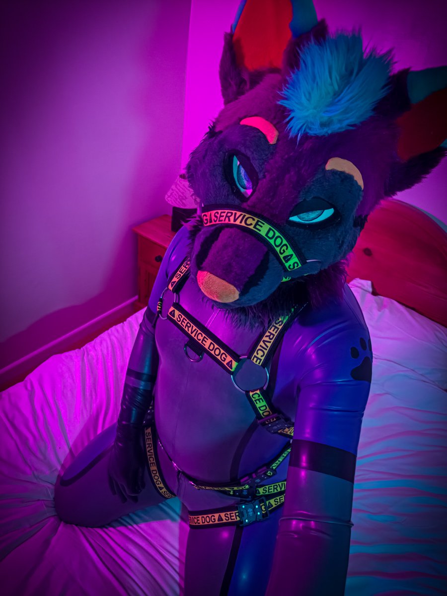 gayestdog's tweet photo. Ordered a service dog?~ ✨💜 https://t.co/zVNXnKsj1Z