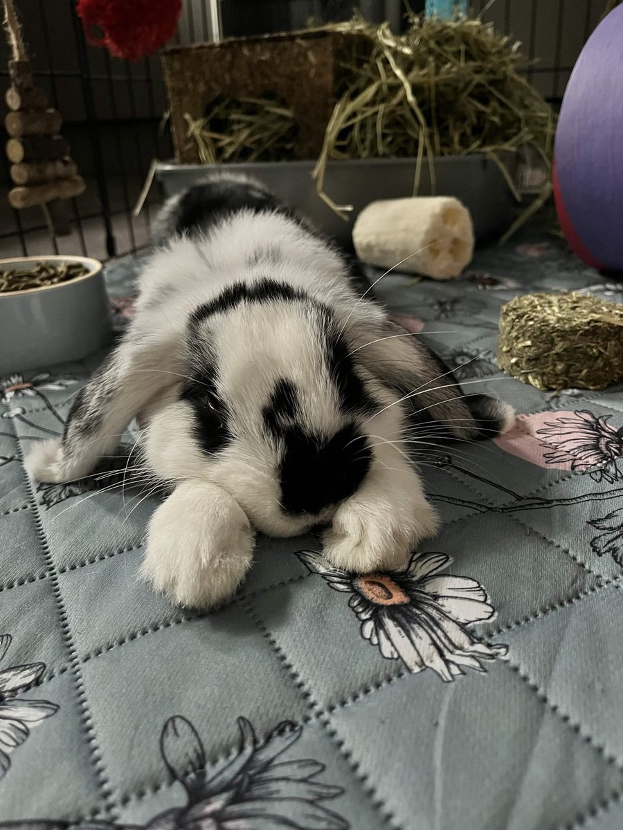 1littlepiglet's tweet photo. who wants to see a baby cow bunny? 🐄 🐰 https://t.co/aSmzyMzZnO