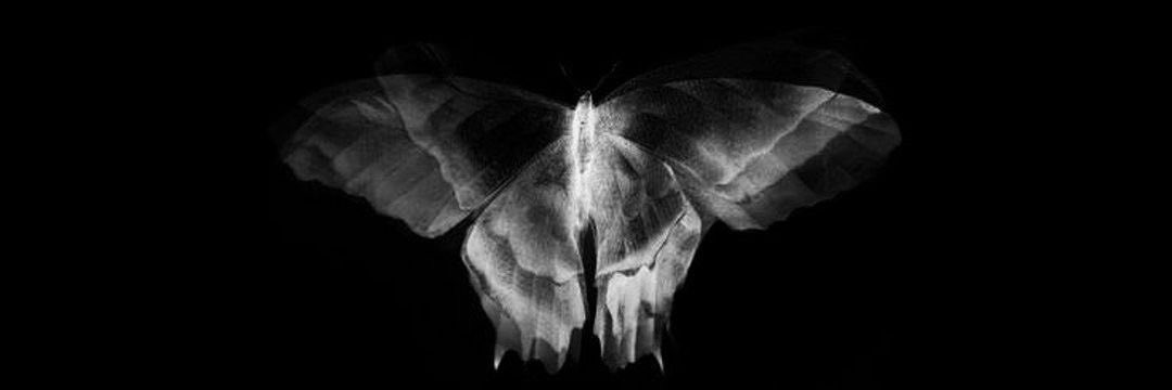 Iamfaust02's tweet photo. ⠀

⠀PHASE 2 G CORP FAUST THE MOTH
⠀⠀⠀PRINCESS. DUR: like a week lol

⠀ https://t.co/OxyJrJQXU7