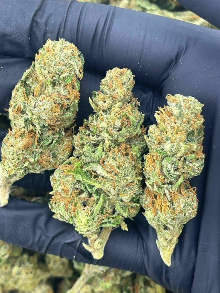 TommyPlug001's tweet photo. WHITE FIRE  OG 
$750 a Qp ( 4ozs, 114g )
$1350 a Hp( 8ozs, 227g)
$2400 a pound https://t.co/EpT837pguf