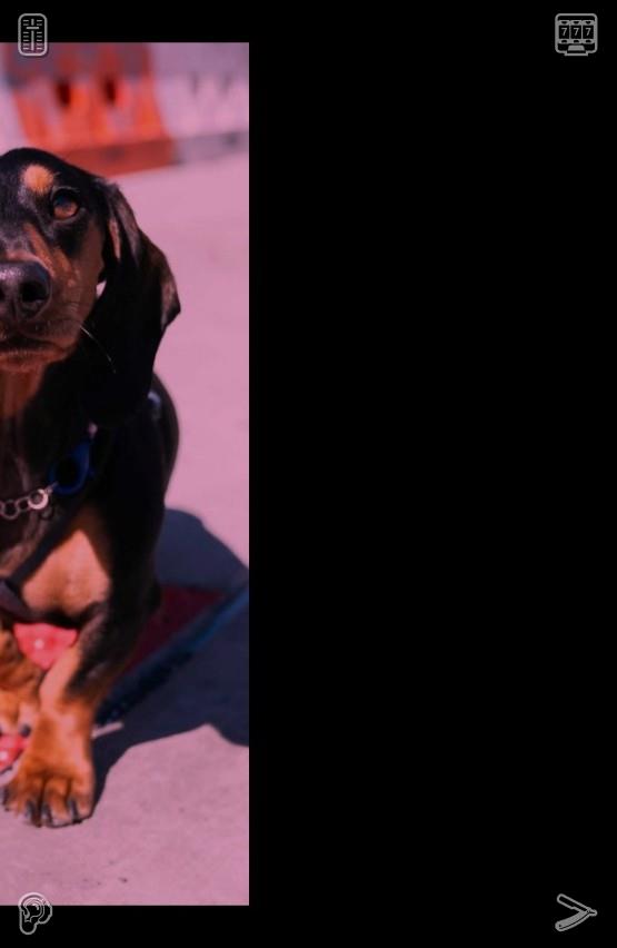 kanon0573's tweet photo. 🐜Dog runs with a friend217148Sandwich Tasty and quick https://t.co/jaUr6vcyqF