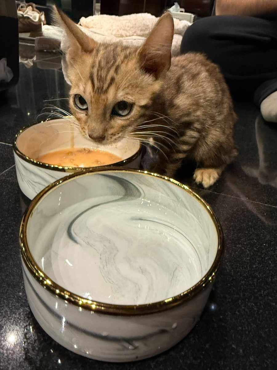 Elmiillor's tweet photo. Nuevo miembro de la familia.
Se llama Nigalee.

No compréis, adoptad ❤️ (3.000€) https://t.co/3Ukfq3WpXd