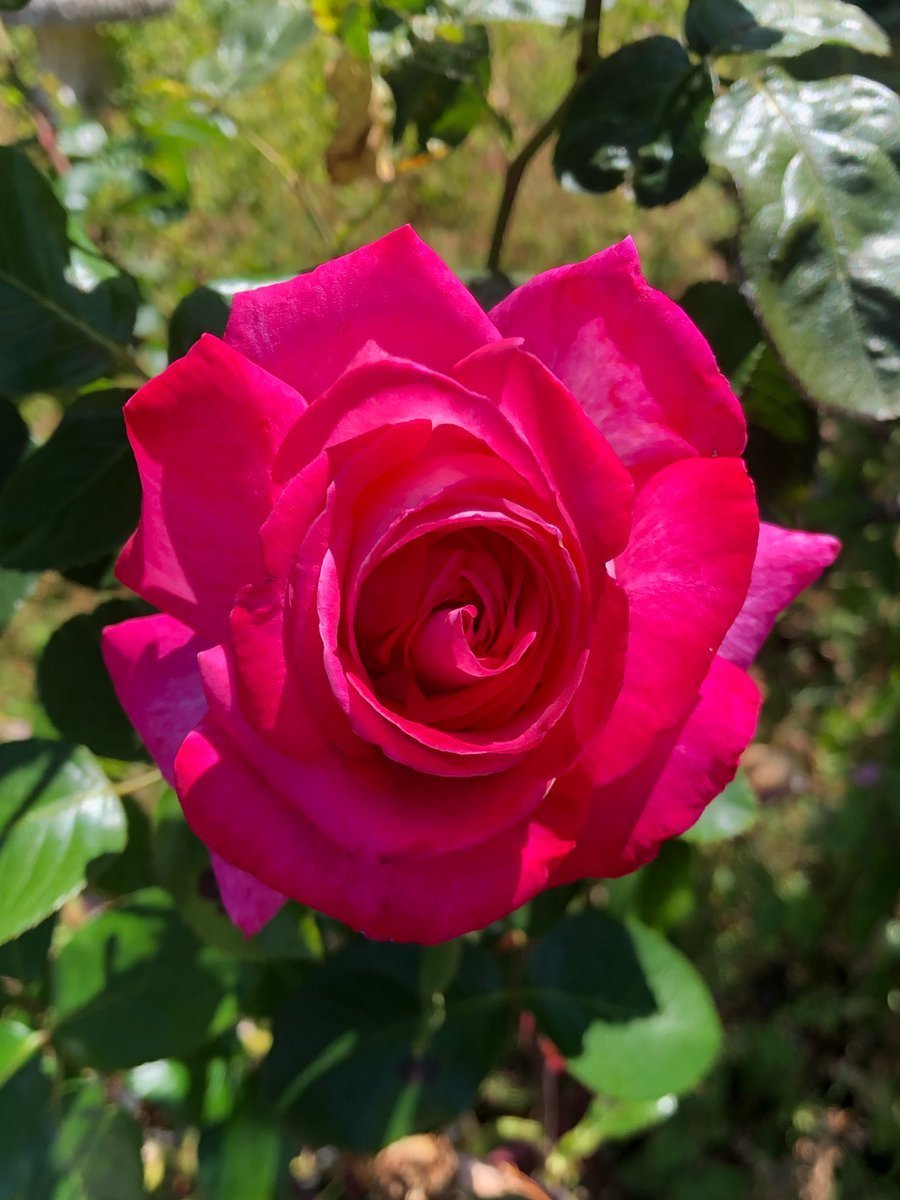 Jackson7lll's tweet photo. Rose 🌹
#Photography #Flowers #Rose "Hawaii is the United States" "Standard Time" Shivon Sliwa #OlandriaxOttolingerSS27 Skydance "Jed York" #FursuitFriday "Jed York" #Cuphead #PPxSTAKE #foreverthisring Romo https://t.co/G4du4bVeja