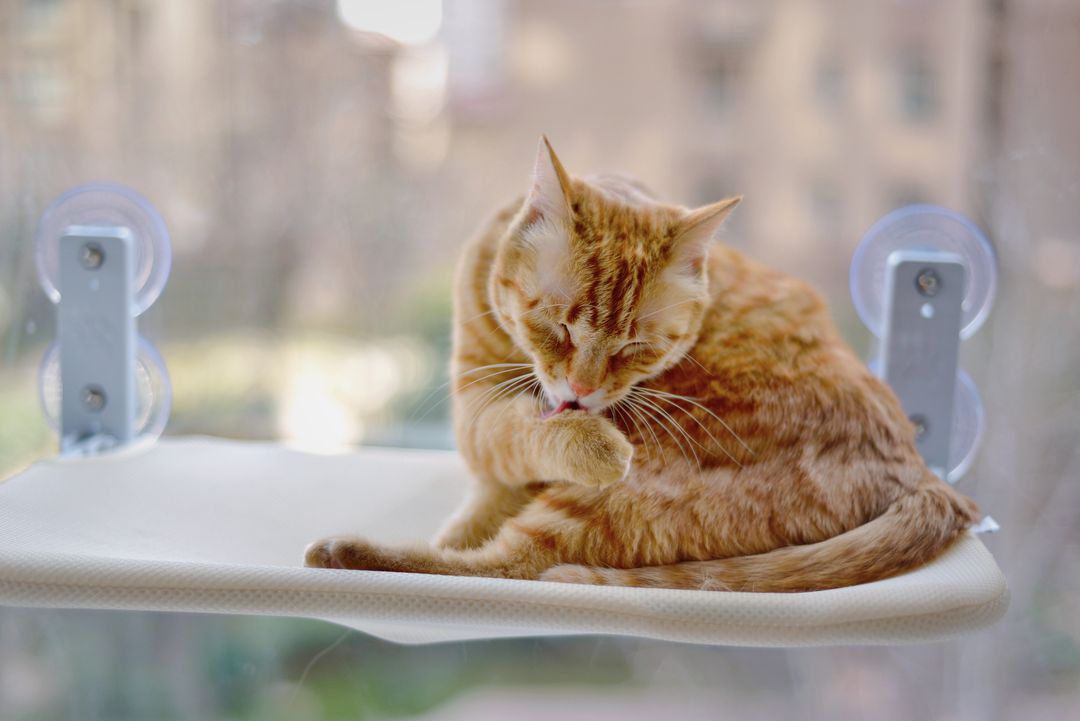 Petworldcart's tweet photo. Give your cat the best seat in the house! A cozy cat window perch offers endless entertainment and sunbathing.

Where does your cat love to lounge?

Shop comfy perches at https://t.co/pvRksQy2HT

#CatComfort #WindowWatch https://t.co/JBOIwTMeEe