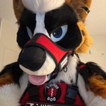 Photo by 🐾Xander / Roth🐾 (@RandomDrolf)