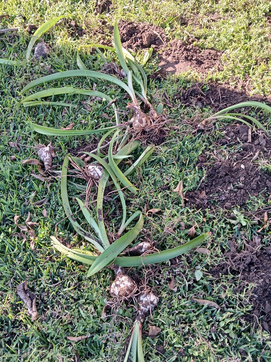 pepistolera1's tweet photo. Encontré rabanitos qué crecieron solos en mi patio ❤️❤️ https://t.co/A0E2dnNe70