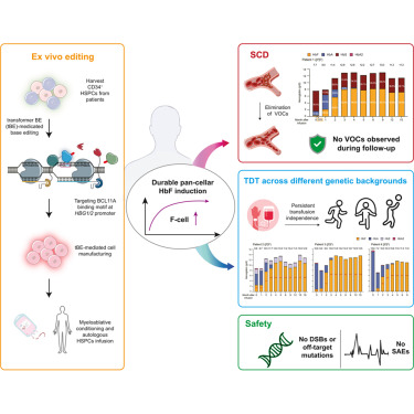 CellStemCell's tweet photo. Clinical base editing for β-hemoglobinopathies across different genetic backgrounds dlvr.​it/TVlf9H https://t.co/cWYHNohznl