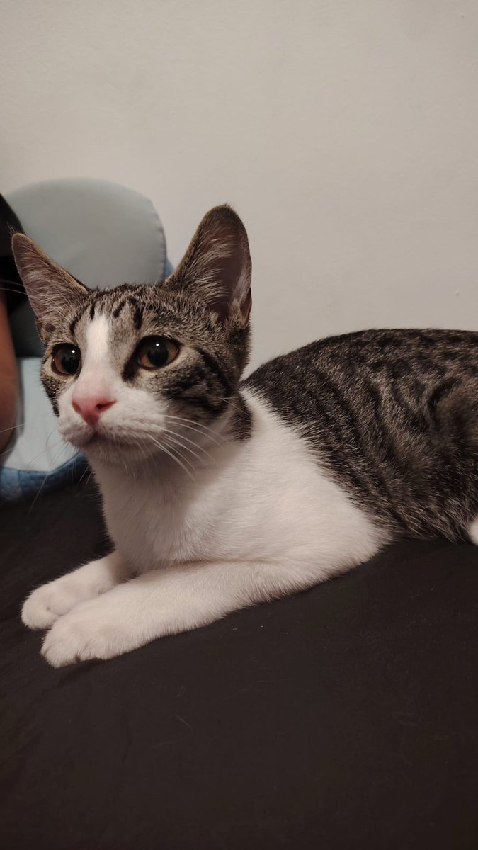 Neinei_rescue's tweet photo. SE HA SALVADO DE LAS INUNDACIONES DE TARRAGONA POR LOS PELOS ⚠️ 

Caso externo:

Han abandonado a este gatito de menos de un año. Estaba lloviendo muchísimo y una chica lo ha recogido, es súper cariñoso. Poco después se ha inundado todo.

La chica lo ha cogido por la emergencia pero no lo puede tener.

Es un macho de unos 8 meses.
Por favor si alguien puede acoger o quiere adoptar 🙏🏻

me podéis escribir al correo neinei.felina@gmail.com 

No estoy mirando RRSS. He abierto Twitter por la urgencia