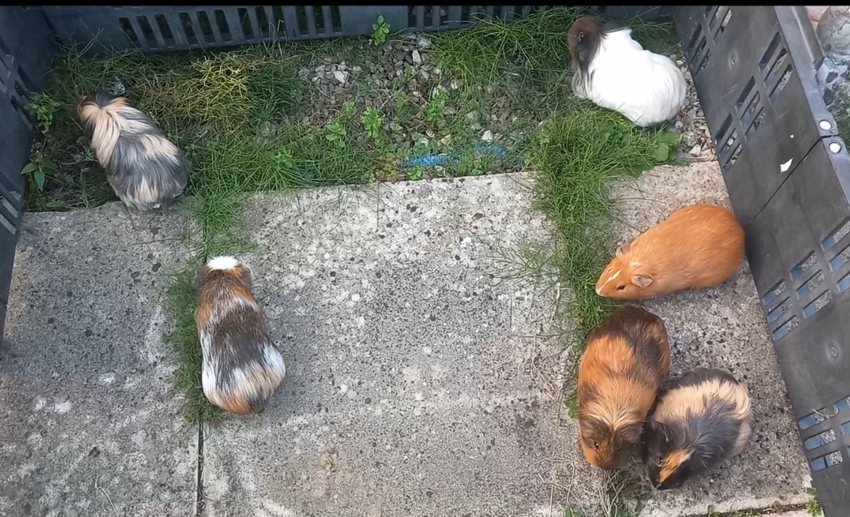 LiklFluffDragon's tweet photo. It might be Friday evening, but the piggie's are still working hard!
https://t.co/iNeu3yEsrN https://t.co/XVKnCNbNOI