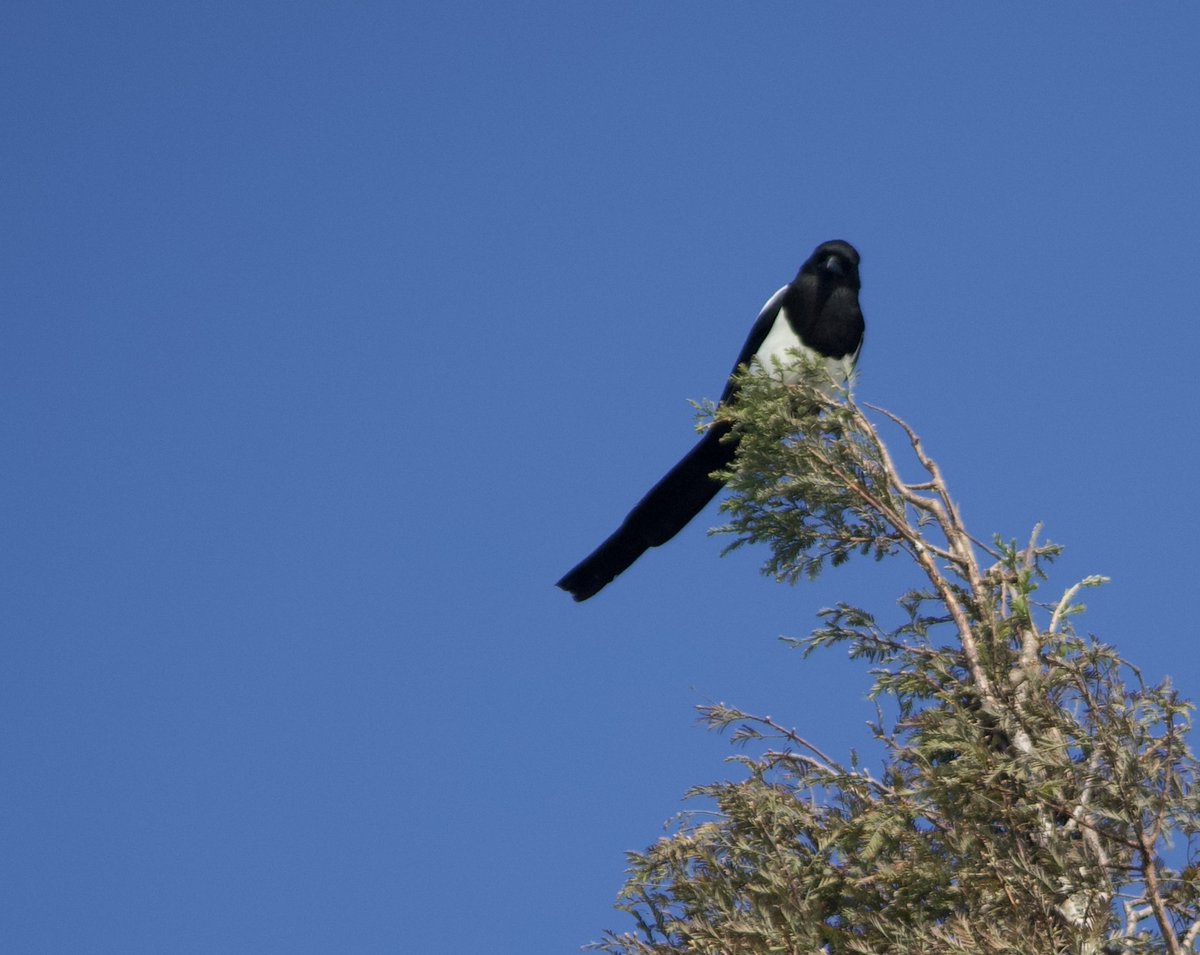 richa_rdsm__1e4's tweet photo. Today I encountered a type of funny and lovely magpie, its energetic look makes me happy! https://t.co/WprKPhODNT