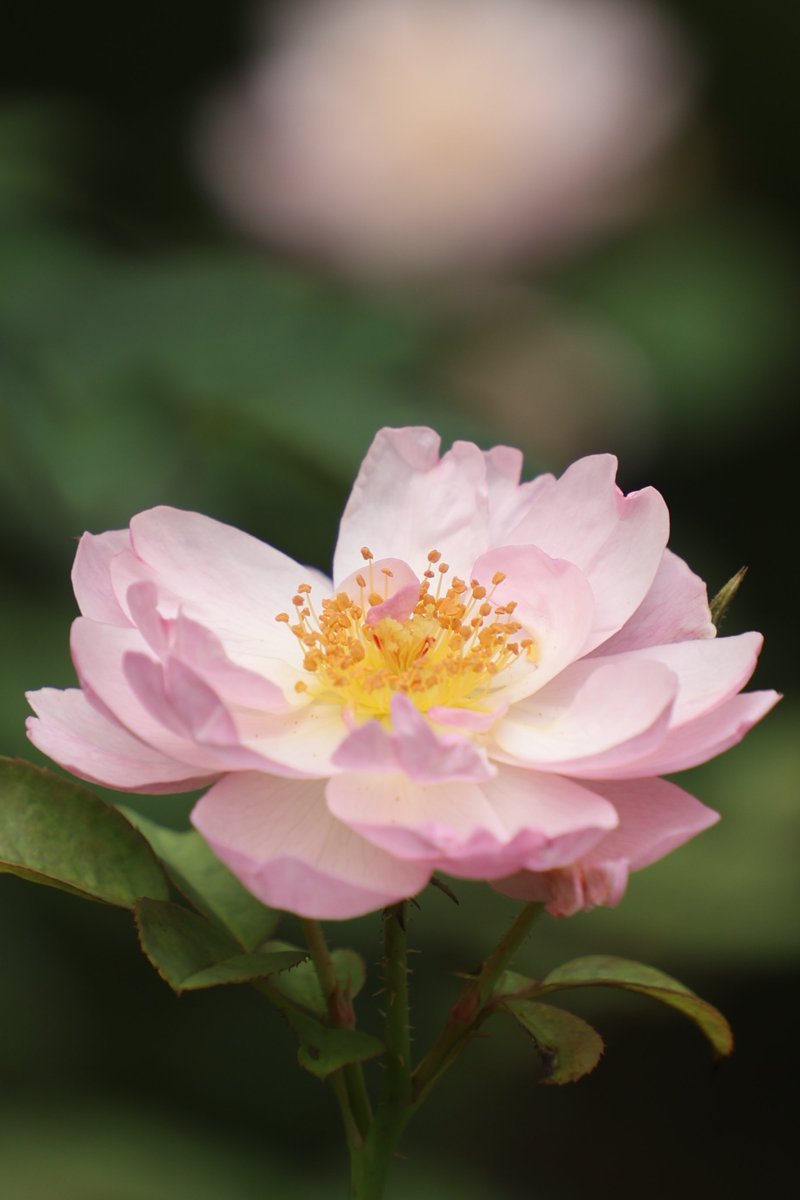 Jackson7lll's tweet photo. Rose 🌹
#Photography #Flowers #Rose "Hawaii is the United States" "Standard Time" Shivon Sliwa #OlandriaxOttolingerSS27 Skydance "Jed York" #FursuitFriday "Jed York" #Cuphead #PPxSTAKE #foreverthisring Romo #OnlyFans https://t.co/xRvKPjqkNF