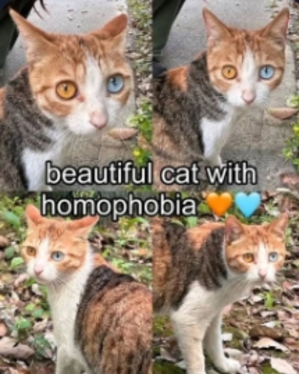 PunchingCat's tweet photo. https://t.co/72LHeeTnV2