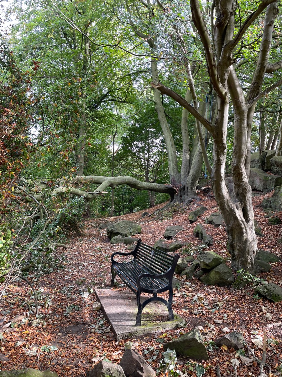 WeeDragon_J's tweet photo. Decided not to picnic this bench as that is a recent very large branch fall 😰 https://t.co/z5Losq8izQ